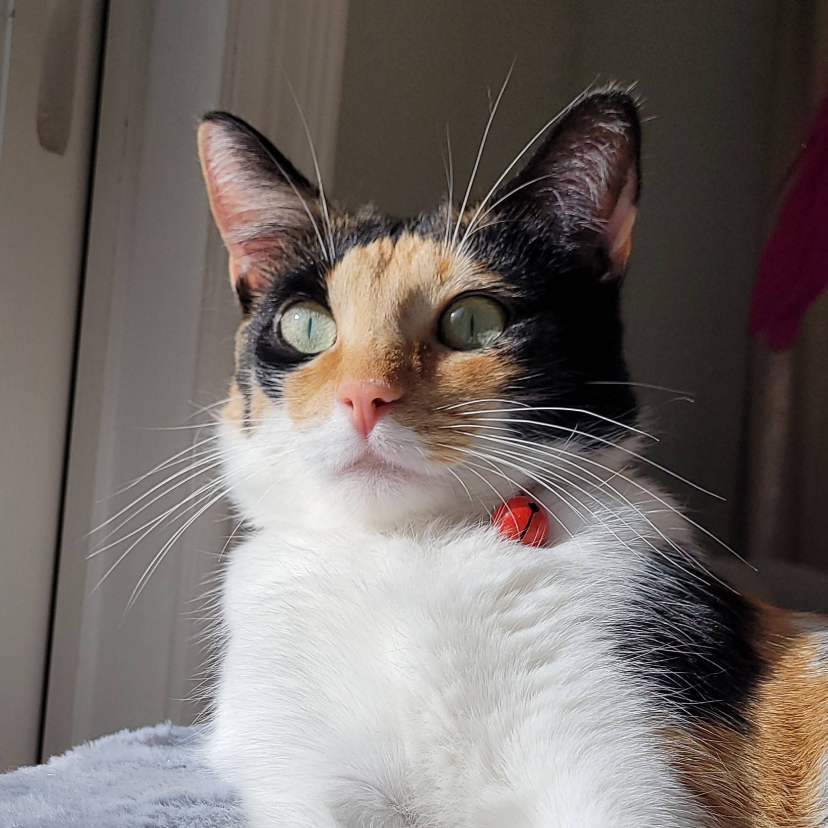 mycat